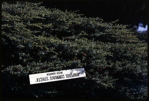 Juniperus communis 'Stricta' Irish Juniper