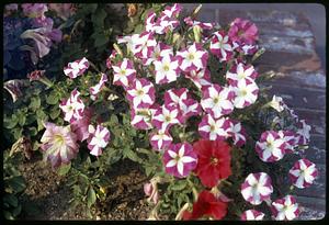 Pink and white flowers