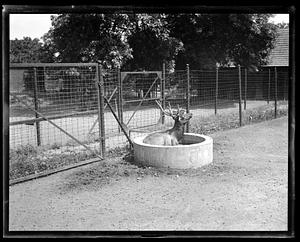 Franklin Park Zoo: "cooling off" red deer in trough