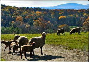 Voices from the Fields: the Family Farms of Sheffield