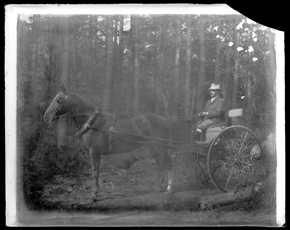 Man in one horse shay in woods - Digital Commonwealth