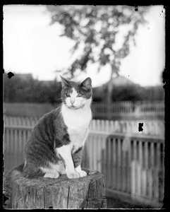 Cat sitting on tree stump