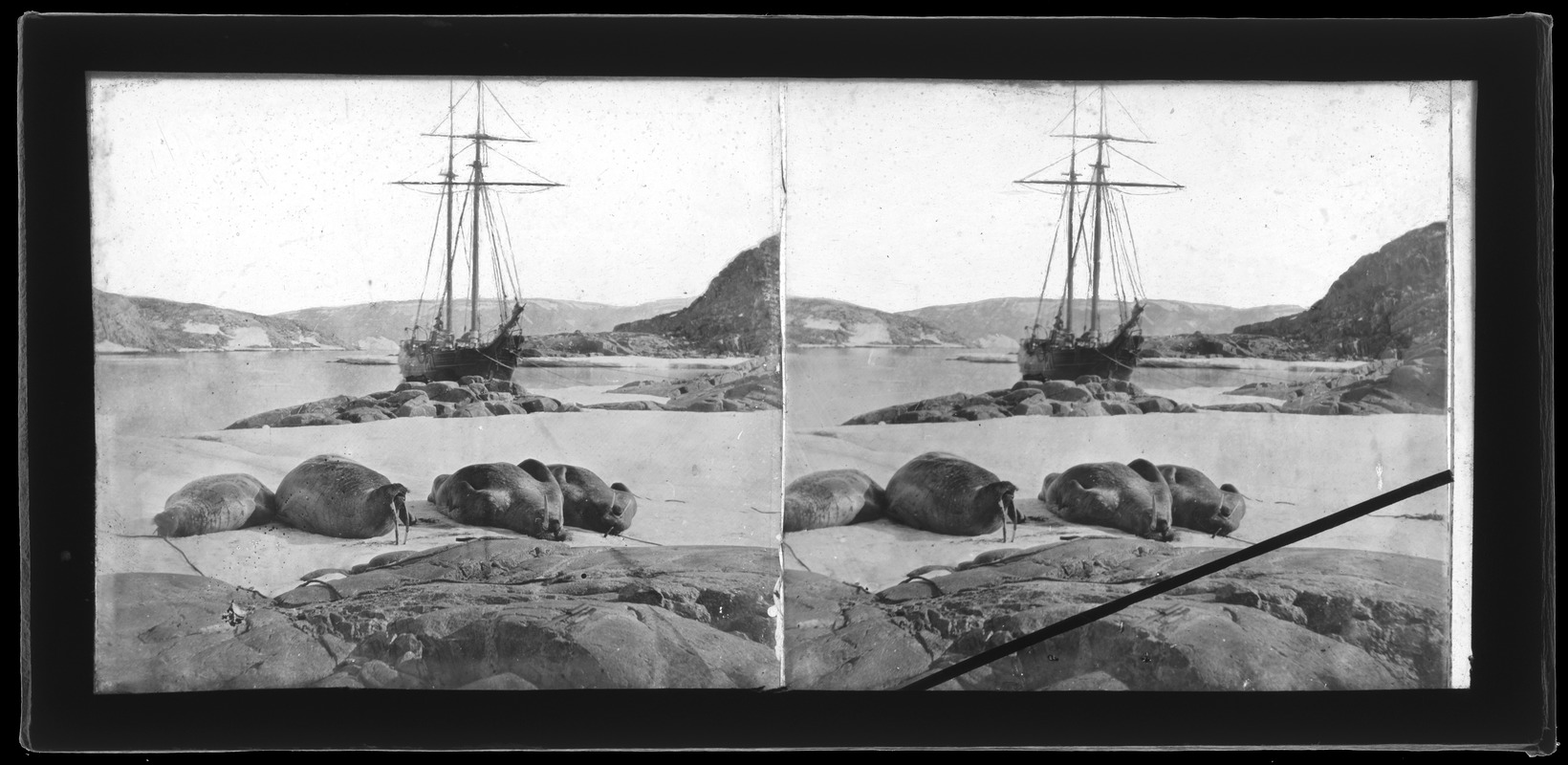 Walruses basking on rocks; schooner in background- unidentified location (2 images, not local)