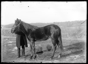 Man and horse
