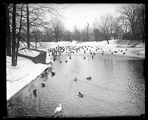 Franklin Park - ducks, geese, etc.