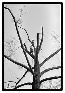 Tree maintenance, Boston Common