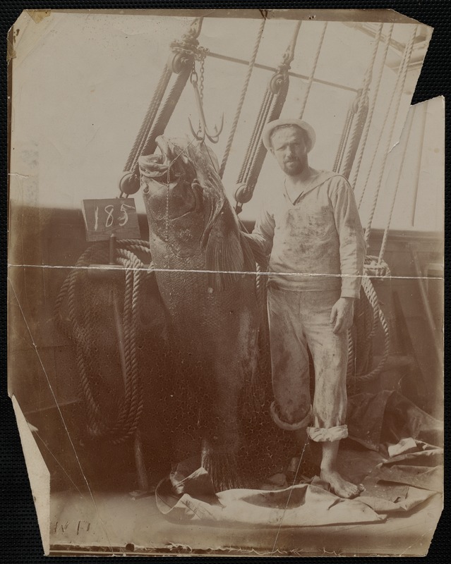 Fisherman with Bluefish Catch