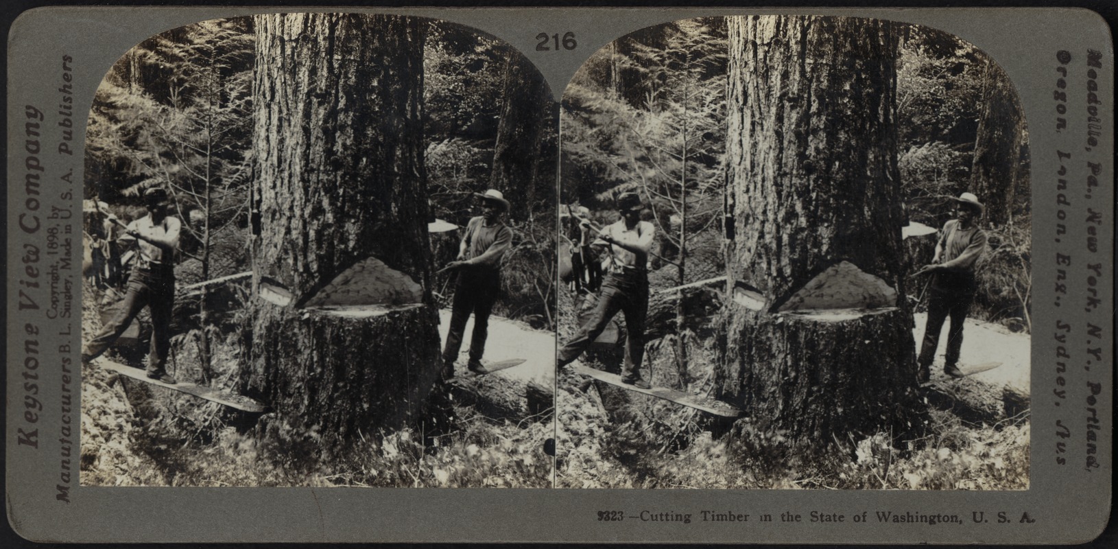 Cutting timber in the state of Washington, U.S.A.