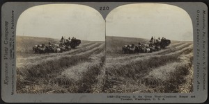 Harvesting in the west, combined reaper and thresher, Washington