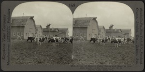 Holstein cattle and modern dairy barns, Wisconsin