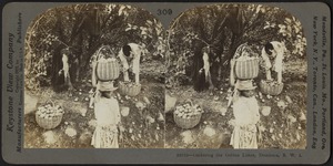 Gathering the golden limes, Dominica