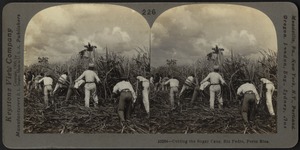 Cutting the sugar cane, Porto Rico