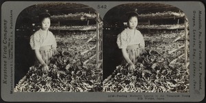 Feeding mulberry leaves to the young silkworms, Japan
