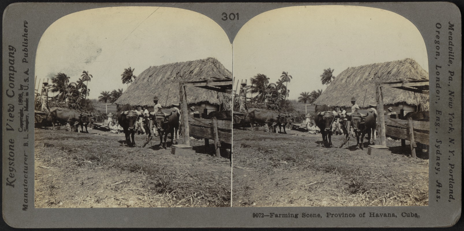 Farming scene, province of Havana, Cuba