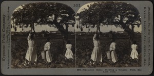 Plantation scene, showing a tobacco field, San Luis, Cuba