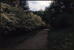 View down path in setting with dense trees