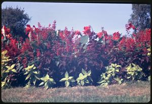 Red flowers