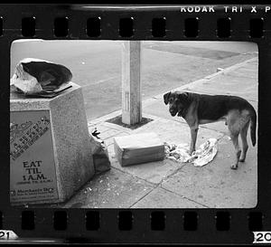 Dog, South Boston, Boston