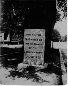 Washington Tree