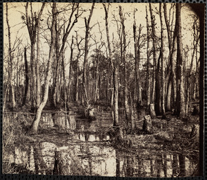 Swamp on Appomattox River