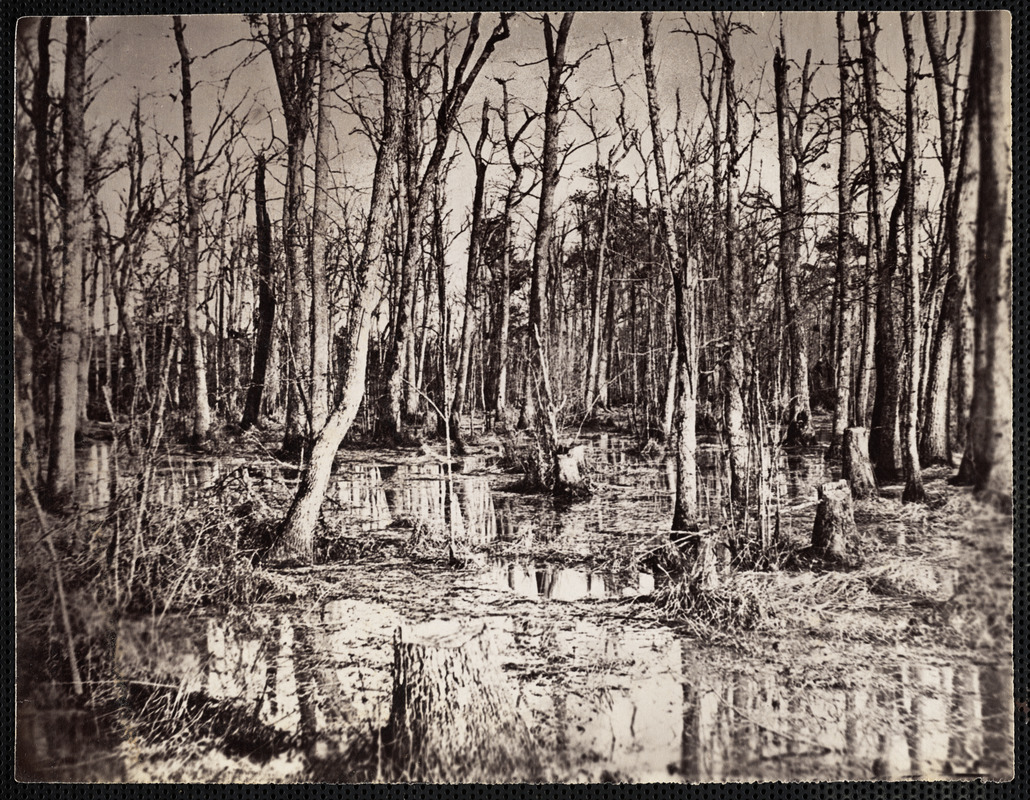Swamp near Broadway Landing Appomattox River