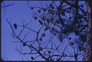 Tree with pine cones