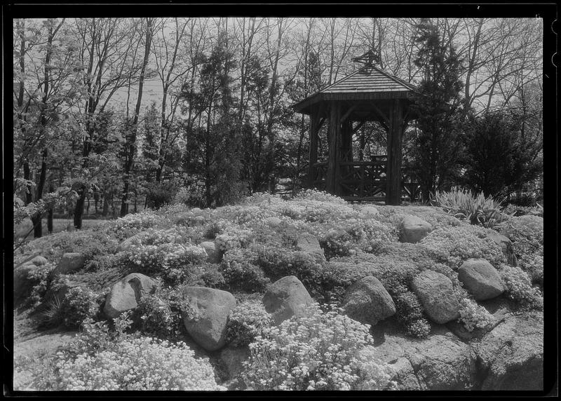 Alyssum moss pink (ill), by summer house, at Mr. Gale's