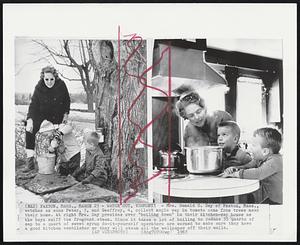 Watch Out, Vermont! - Mrs. Donald C. Day of Paxton, Mass., watches as sons Peter, 3, and Geoffrey, 4, collect maple sap in tomato cans from trees near their home. At right Mrs. Day presides over "boiling down" in their kitchen-sap house as the boys sniff the fragrant steam. Since it takes a lot of boiling to reduce 35 quarts of sap to a quart of sweet syrup do-it-yourself operators are warned to make sure they have a good kitchen ventilator or they will steam all the wallpaper off their walls.