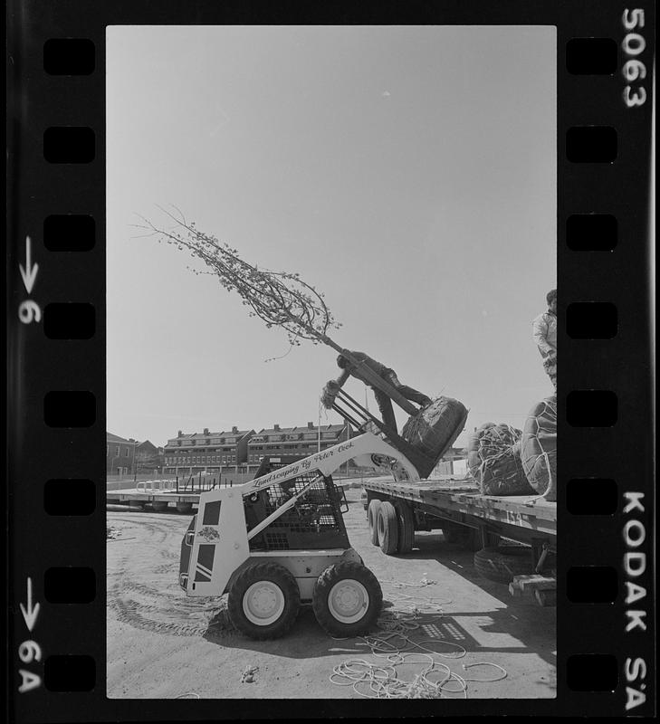 Moving tree onto track loader