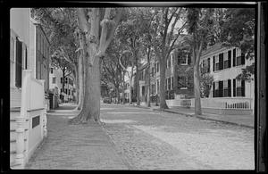 Tree-lined cobblestone street, Nantucket