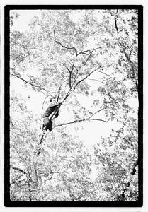 Tree maintenance, Boston Common