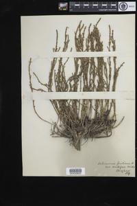 Salicornia fruticosa var. ambigua