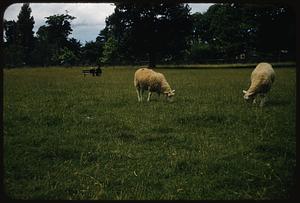 Sheep on common, Tralee, Ireland