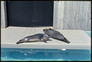 Seals, New England Aquarium