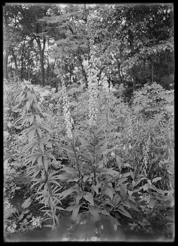 Digitalis furfuracea