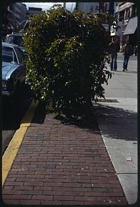 Tree growing on sidewalk