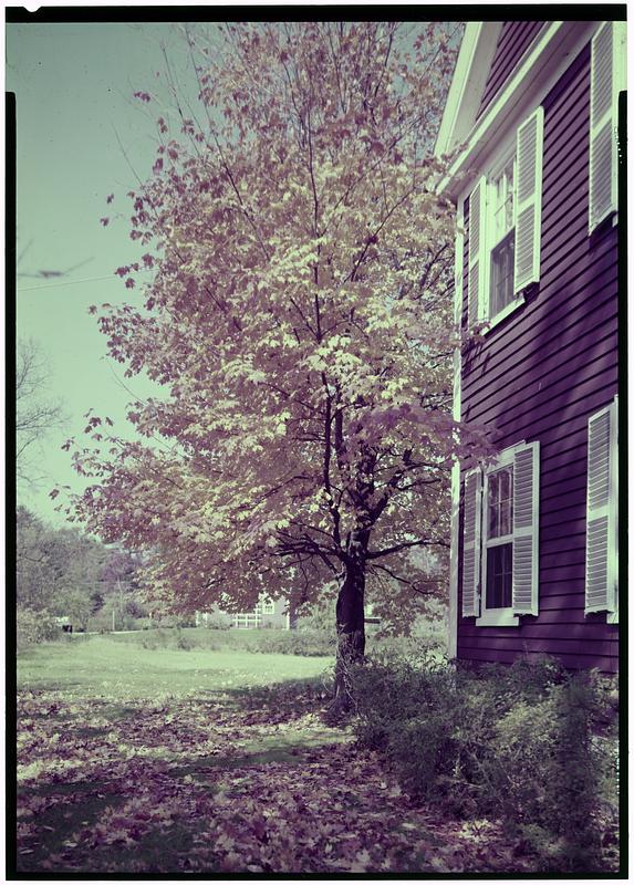 Tree In Autumn, Boxford - Digital Commonwealth