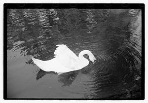 Swan