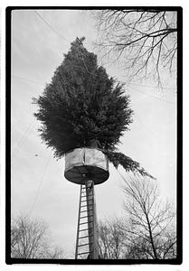 Setting up Christmas tree, Boston Common