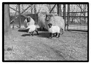 Sheep, Franklin Park Zoo