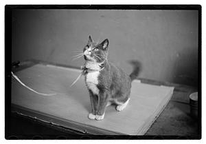 Cat show