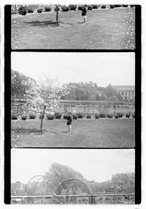Unidentified boy standing next to a flowering tree, Boston