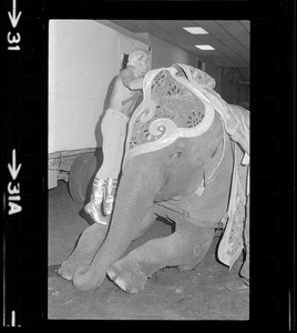 Gunther Gebel-Williams putting a costume on an elephant