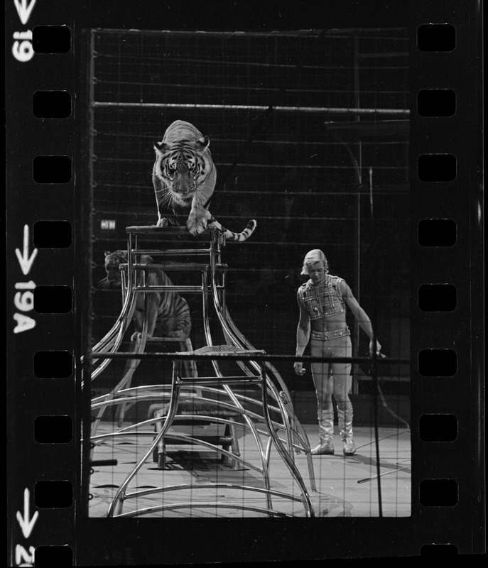 Gunther Gebel-Williams performing in the ring with a tiger standing on platform