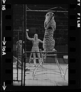 Gunther Gebel-Williams in circus ring taming tigers