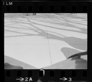 Shadows of trees during Students for a Democratic Society demonstration at Boston University