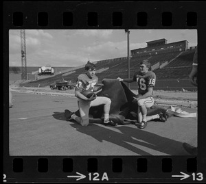 Boston University football players kneeling on field holding piece of turf