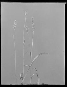 Spiranthes ovalis