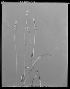 Spiranthes ovalis