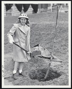 Governor’s Daughter Plants Tree – Observing Arbor Day, Helen Louise Tobin, 11-year-old daughter of Gov. Tobin, is shown today as she planted an American linden on the west walk to the State House. The tree was dedicated to the late President Roosevelt by Helen, who last year planted a Boston Common tree in memory of Cardinal O’Connell.
